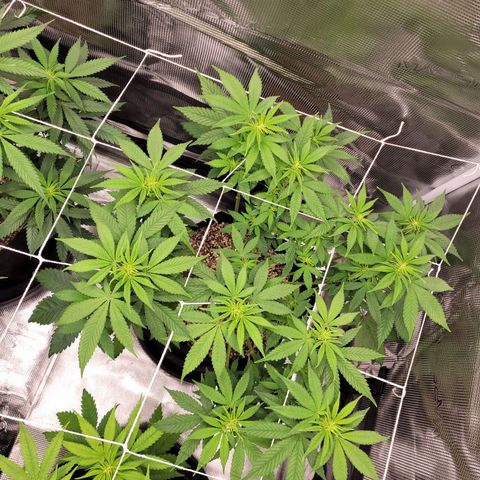 White Widow growlog timeline photo