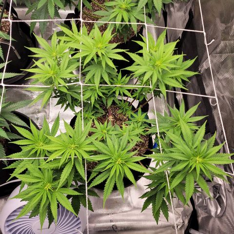 White Widow growlog timeline photo