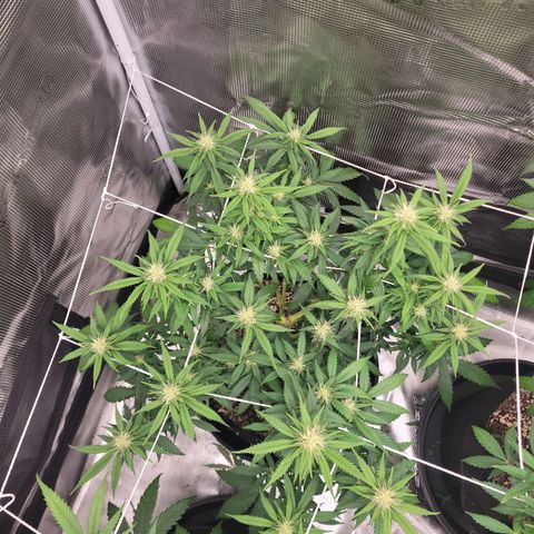 Maui Wowie growlog timeline photo