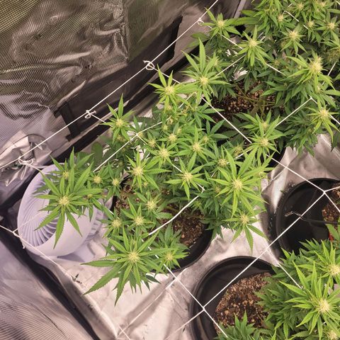 Maui Wowie growlog timeline photo