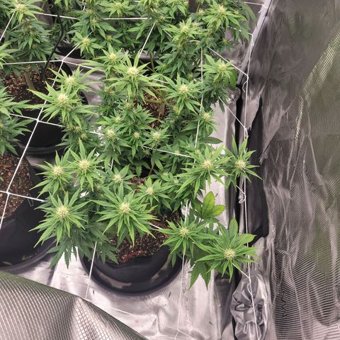 White Widow growlog timeline photo