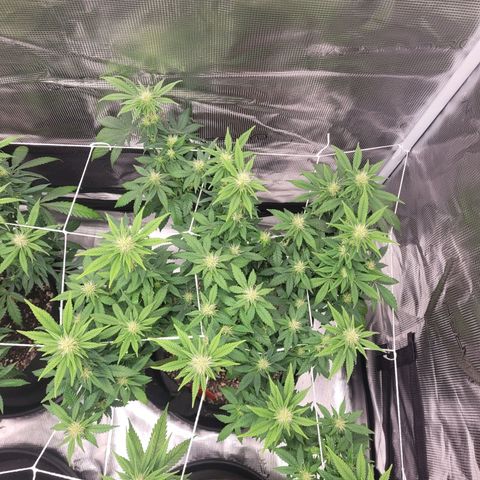 White Widow growlog timeline photo