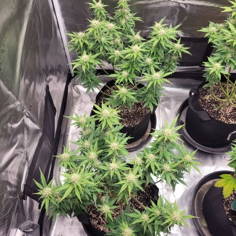 Maui Wowie growlog timeline photo