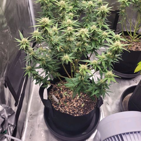 Maui Wowie growlog timeline photo