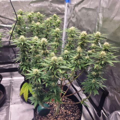 White Widow growlog timeline photo
