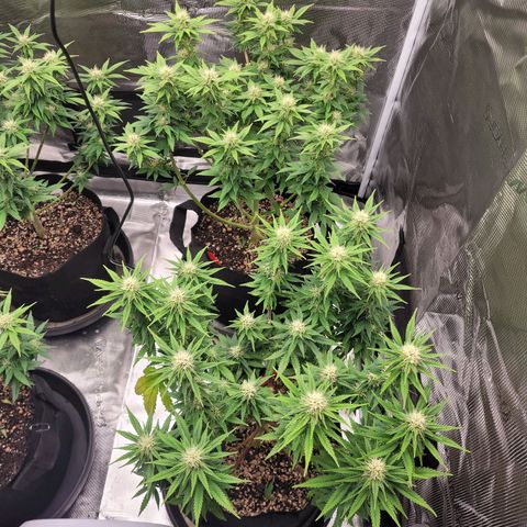 White Widow growlog timeline photo
