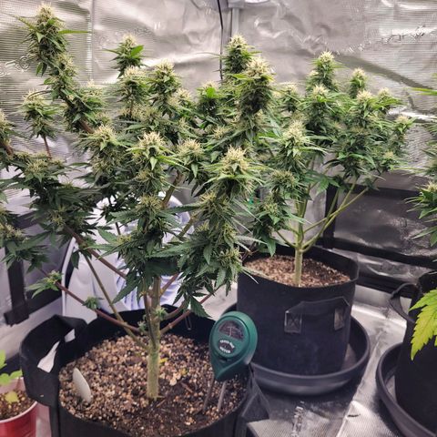 Maui Wowie growlog timeline photo
