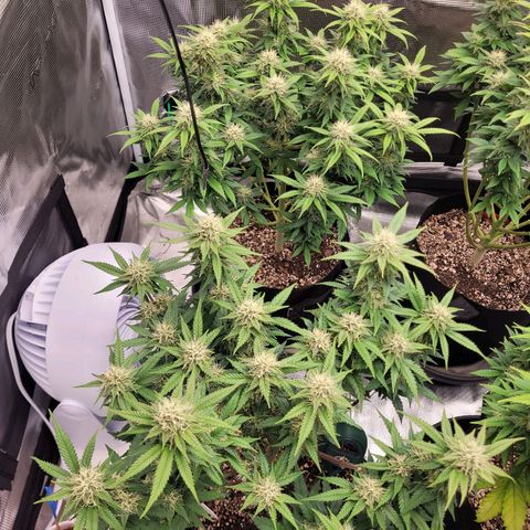 Maui Wowie growlog timeline photo