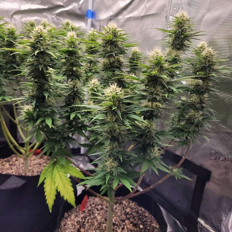 White Widow growlog timeline photo
