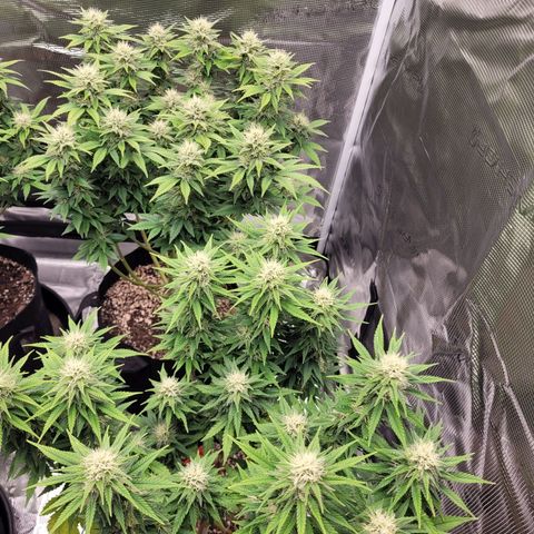 White Widow growlog timeline photo