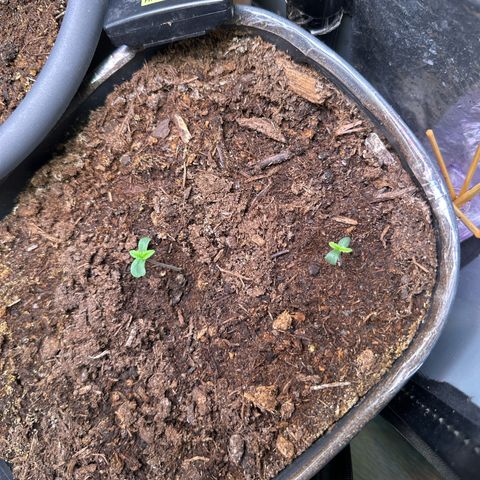 Bloody Skunk Auto growlog timeline photo