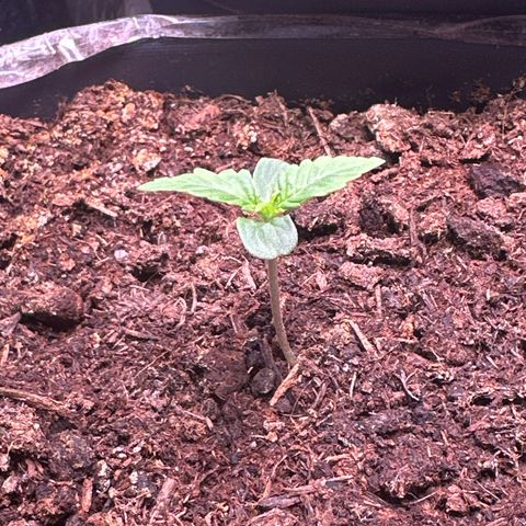 Bloody Skunk Auto growlog timeline photo