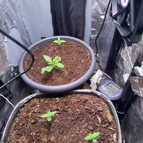 Bloody Skunk Auto growlog timeline photo