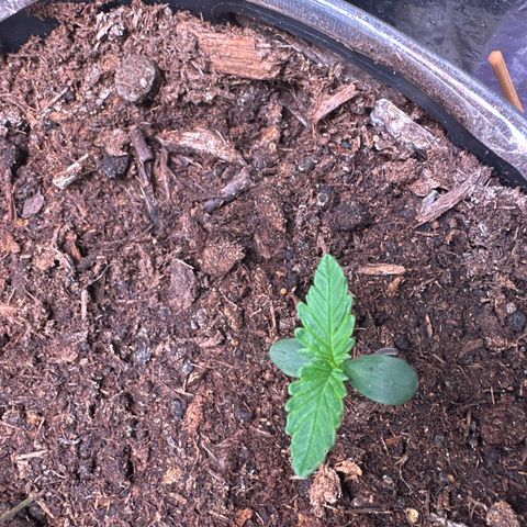Bloody Skunk Auto growlog timeline photo