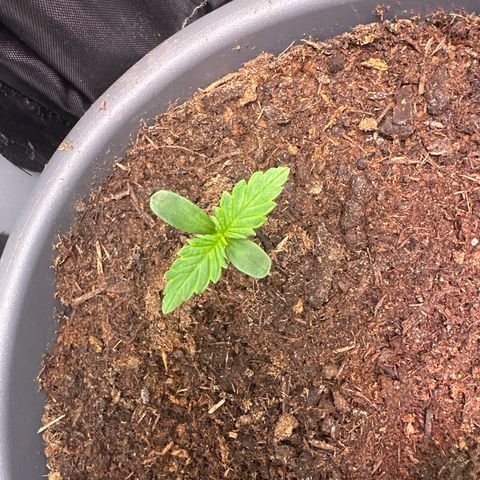 Bloody Skunk Auto growlog timeline photo