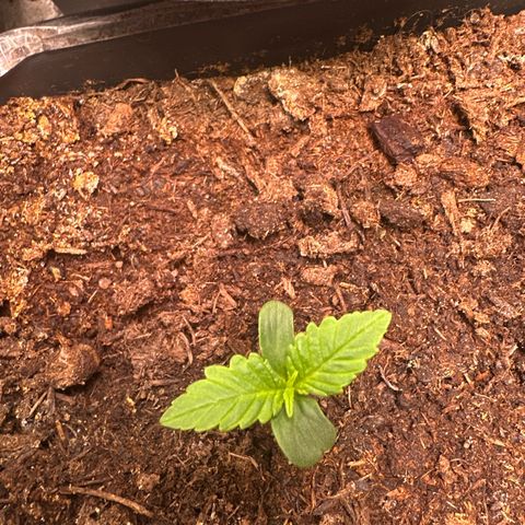 Bloody Skunk Auto growlog timeline photo