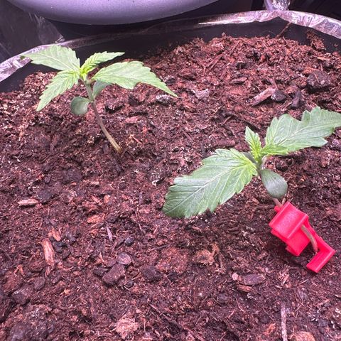 Bloody Skunk Auto growlog timeline photo
