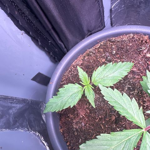 Bloody Skunk Auto growlog timeline photo