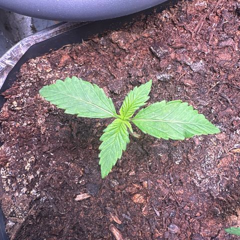 Bloody Skunk Auto growlog timeline photo