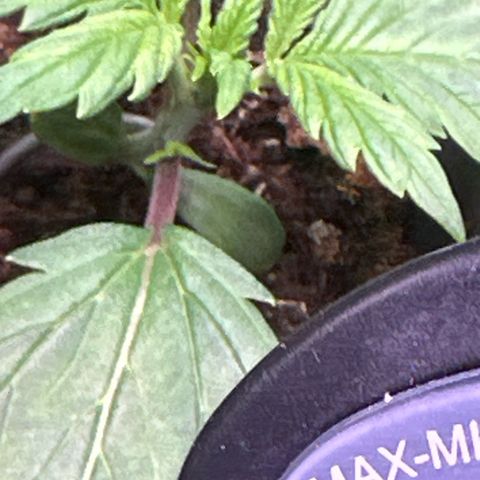 Bloody Skunk Auto growlog timeline photo