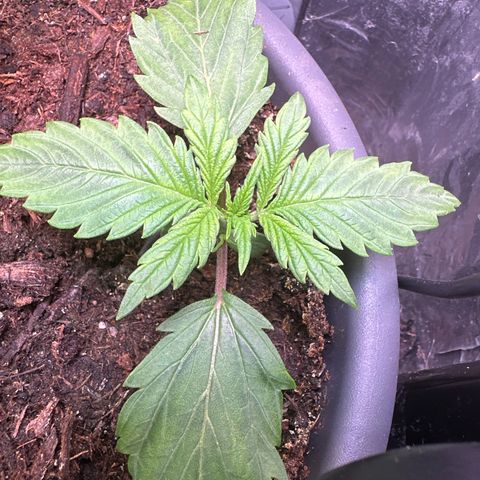 Bloody Skunk Auto growlog timeline photo