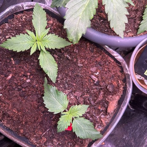 Bloody Skunk Auto growlog timeline photo