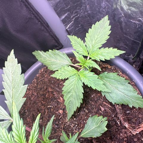 Bloody Skunk Auto growlog timeline photo