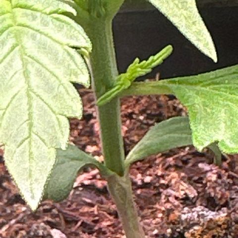 Bloody Skunk Auto growlog timeline photo