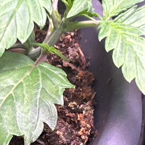 Bloody Skunk Auto growlog timeline photo