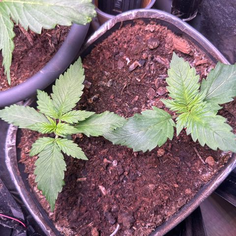 Bloody Skunk Auto growlog timeline photo