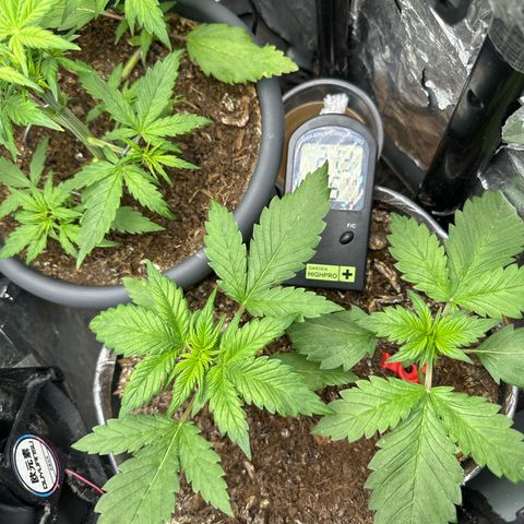 Bloody Skunk Auto growlog timeline photo