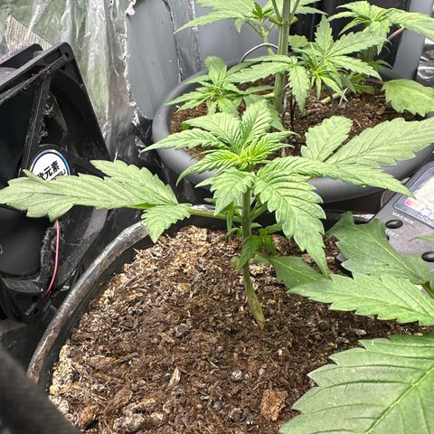 Bloody Skunk Auto growlog timeline photo