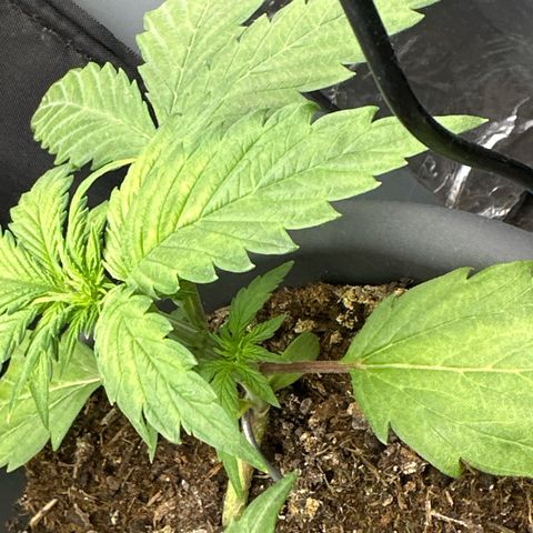 Bloody Skunk Auto growlog timeline photo