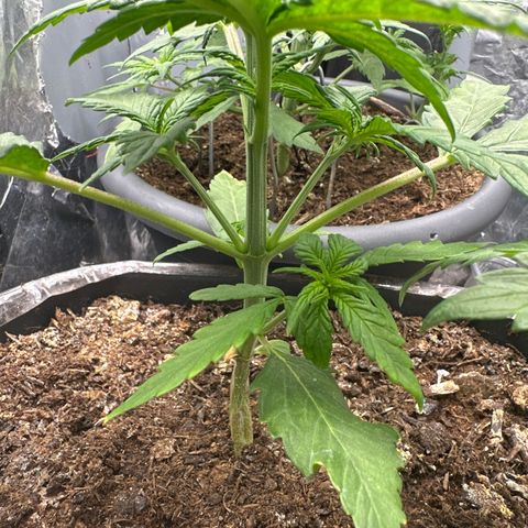 Bloody Skunk Auto growlog photo: all bloody skunk 
