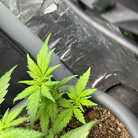 Bloody Skunk Auto growlog timeline photo