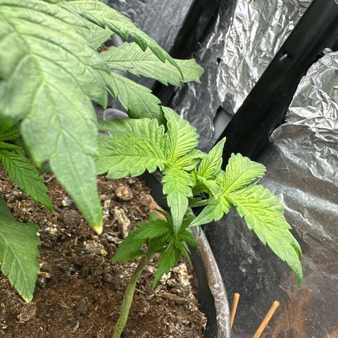 Bloody Skunk Auto growlog timeline photo