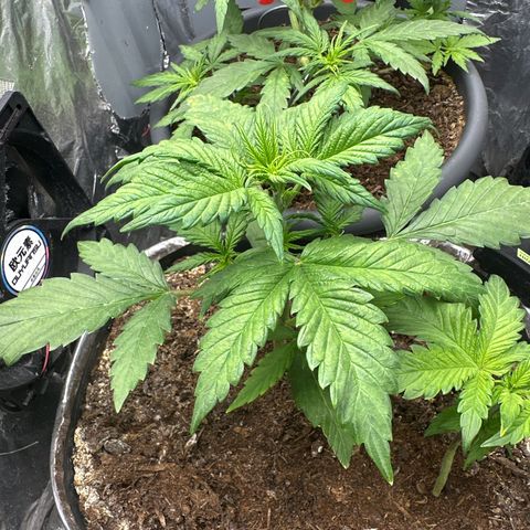 Bloody Skunk Auto growlog photo: all bloody skunk 
