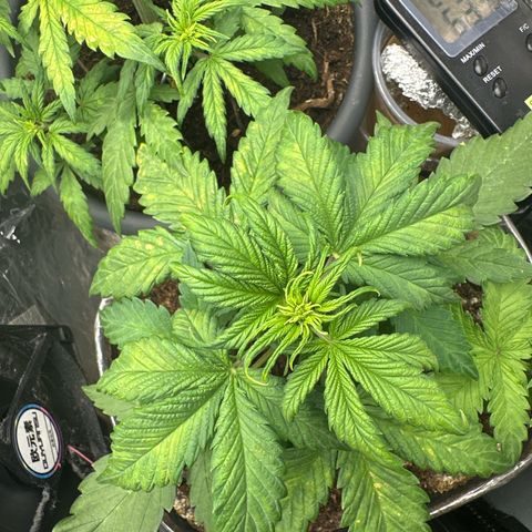 Bloody Skunk Auto growlog timeline photo