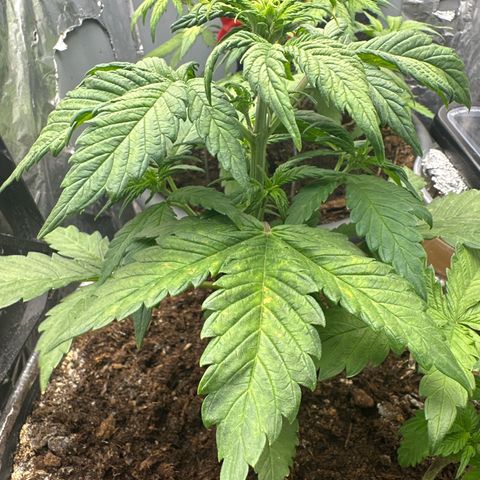 Bloody Skunk Auto growlog timeline photo