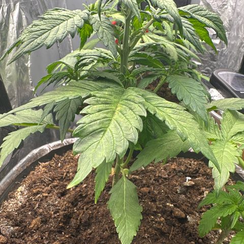 Bloody Skunk Auto growlog timeline photo