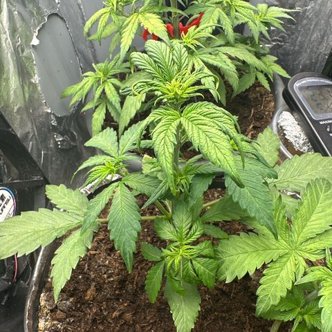 Bloody Skunk Auto growlog timeline photo