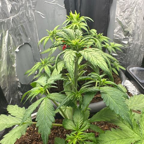 Bloody Skunk Auto growlog timeline photo
