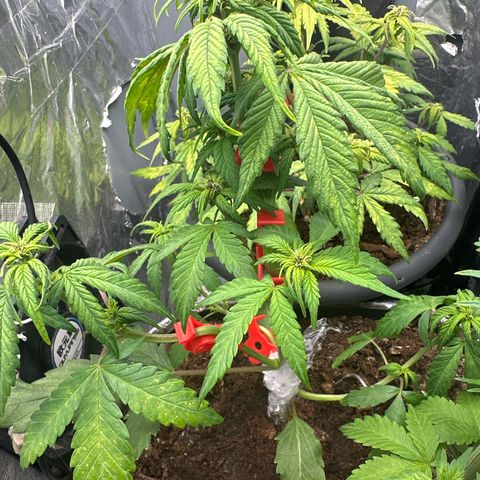 Bloody Skunk Auto growlog timeline photo