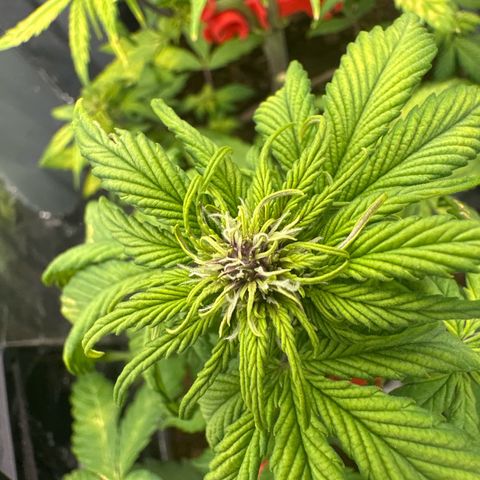 Bloody Skunk Auto growlog timeline photo