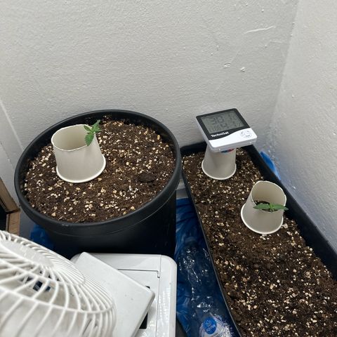 Mix Pack Auto RF3 growlog timeline photo