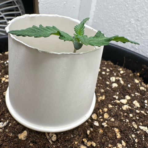 Mix Pack Auto RF3 growlog timeline photo