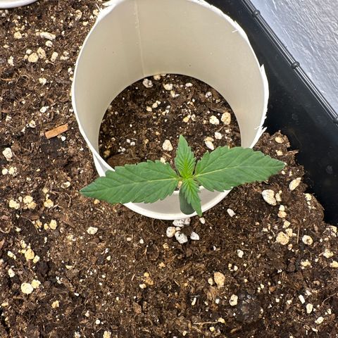 Mix Pack Auto RF3 growlog timeline photo