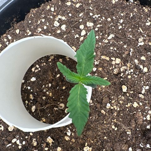 Mix Pack Auto RF3 growlog timeline photo