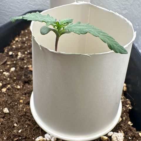 Mix Pack Auto RF3 growlog timeline photo