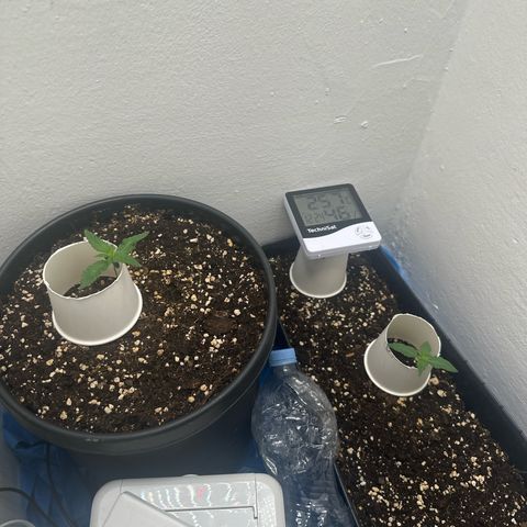 Mix Pack Auto RF3 growlog timeline photo